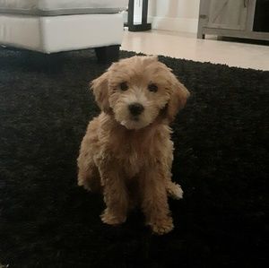 Meet your Posher, Mirella